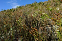 Metalasia umbelliformis