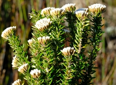Metalasia umbelliformis