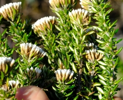 Metalasia umbelliformis