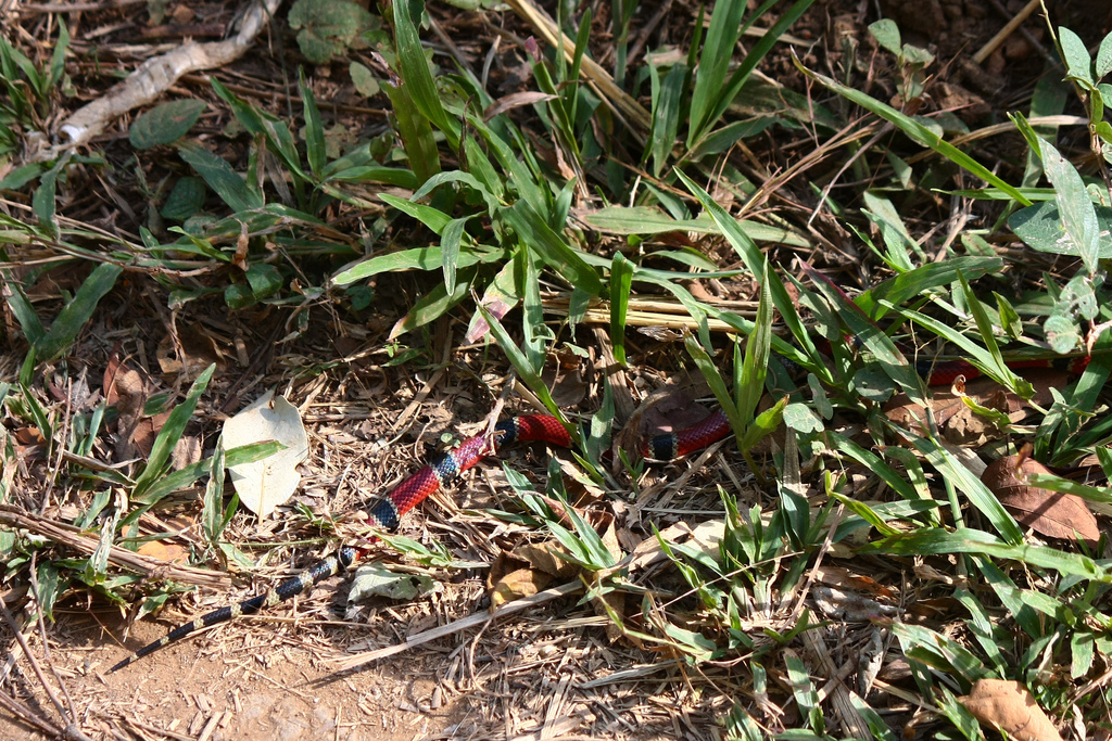 Central American Coralsnake From Guanacaste Province Curuband De Liberia Costa Rica On