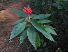 Pachystachys coccinea