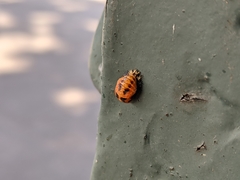 Harmonia axyridis