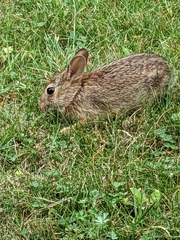 Sylvilagus floridanus
