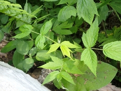 Rubus idaeus strigosus