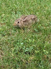 Sylvilagus floridanus