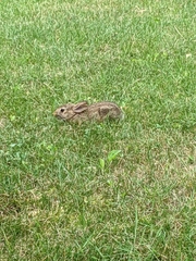 Sylvilagus floridanus