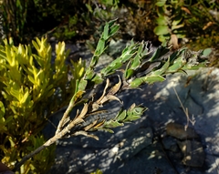 Osteospermum australe