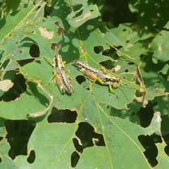 Dendrotettix quercus