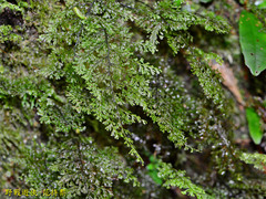 Hymenophyllum polyanthos