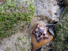 Parvulastra dyscrita