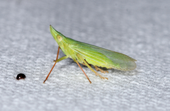 Rhynchomitra recurva