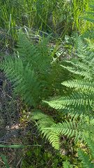 Pteridium pinetorum