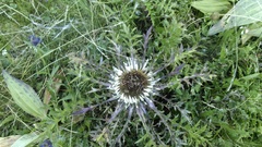 Carlina acanthifolia