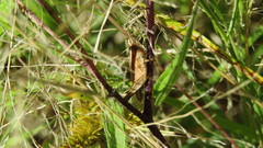 Acrididae