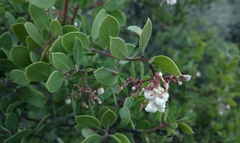 Arctostaphylos bakeri bakeri