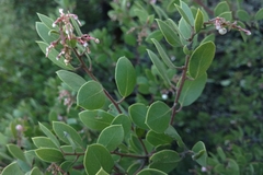 Arctostaphylos bakeri bakeri
