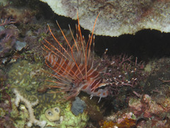 Pterois antennata