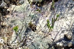Osteospermum australe