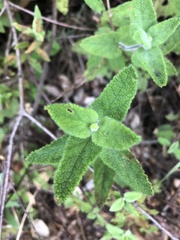 Teucrium scorodonia