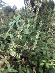 Teucrium scorodonia