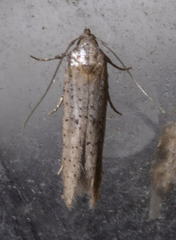 Obithome punctiferella
