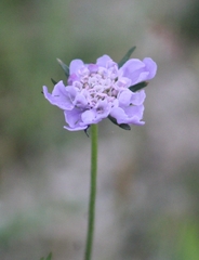 Scabiosa columbaria