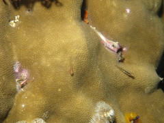 Bryaninops erythrops