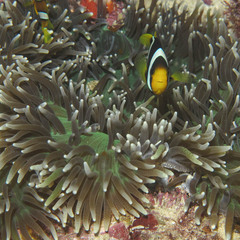 Heteractis