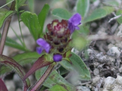 Prunella vulgaris