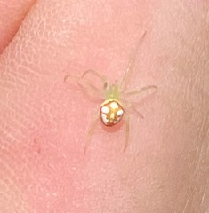 Araneus guttulatus