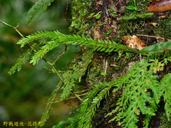 Phlegmariurus fordii