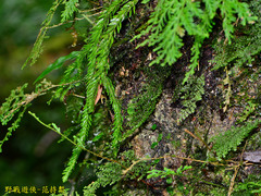 Phlegmariurus fordii