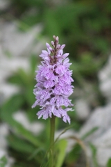 Dactylorhiza fuchsii