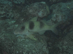 Parupeneus crassilabris