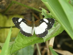 Janatella leucodesma