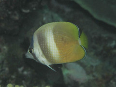 Chaetodon kleinii