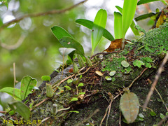 Bulbophyllum retusiusculum