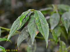 Lasianthus micranthus