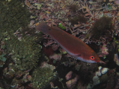 Cirrhilabrus beauperryi