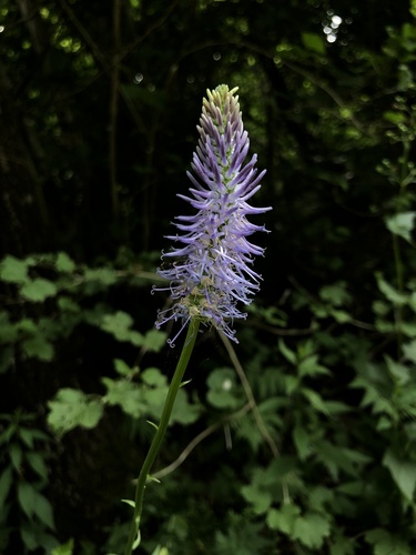 Calbruknerova zečica (Phyteuma persicifolium)