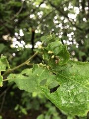 Eriophyes