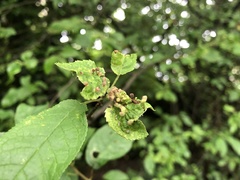 Eriophyes