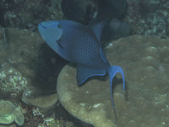 Odonus niger