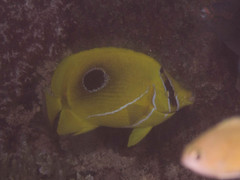 Chaetodon bennetti