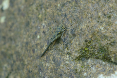 Scelimena gombakensis