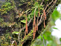 Oberonia arisanensis