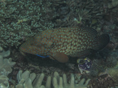 Cephalopholis cyanostigma
