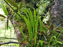 Haplopteris flexuosa