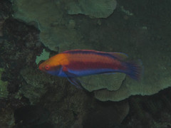 Cirrhilabrus beauperryi