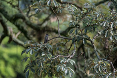 Eupetomena cirrochloris